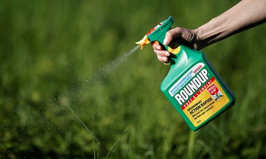 Hoạt chất thuốc diệt cỏ Glyphosate đang được sử dụng rộng rãi ở Việt Nam. (Ảnh minh họa)