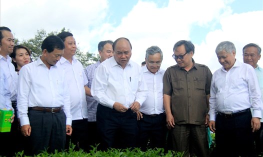 Thủ tướng Nguyễn Xuân Phúc thăm vườn chè Bắc Biển Hồ tại Gia Lai. Ảnh Đình Văn