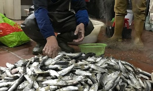 Chiến lợi phẩm trong tour du lịch "Một ngày làm ngư dân" trên đảo Quan Lạn