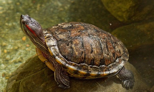 Rùa tai đỏ được Bộ TNMT liệt vào Danh mục loài ngoại lai xâm hại. Ảnh: TL