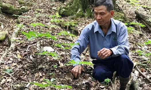 Sau 30 năm bảo tồn, (ngày 11.1.2019) tỉnh Kon Tum chính thức công bố các sản phẩm chiết xuất từ sâm Ngọc Linh.