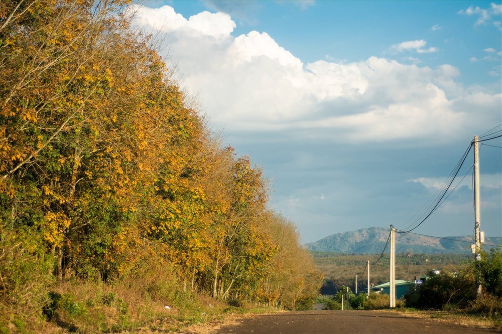 Rừng cao su chạy dài theo những con đường ở Gia Lai. Ảnh: Nguyễn Tấn Kần