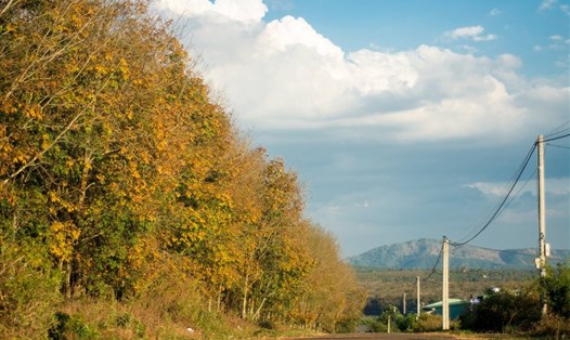 Rừng cao su chạy dài theo những con đường ở Gia Lai. Ảnh: Nguyễn Tấn Kần