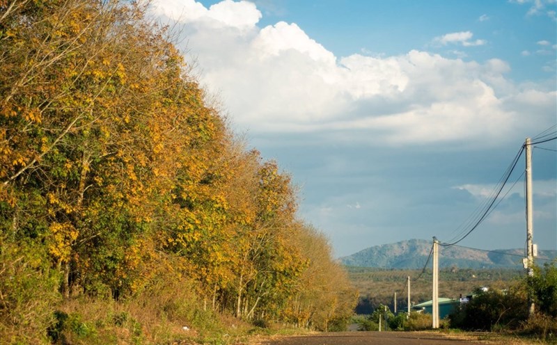 Rừng cao su chạy dài theo những con đường ở Gia Lai. Ảnh: Nguyễn Tấn Kần