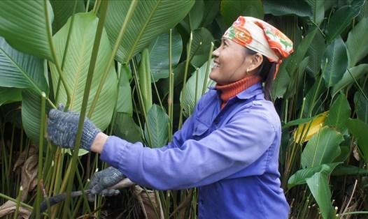 Chị Đàm Thị Luyến đang phấn khởi thu hoạch lá dong vườn nhà để xuất bán cho thị trường Tết