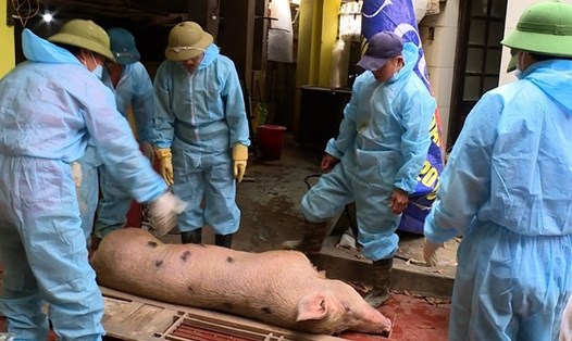 Lợn đến thời kỳ xuất chuồng bị buộc phải tiêu hủy bởi dịch lở mồm long móng. Ảnh:Bắc Ninh
