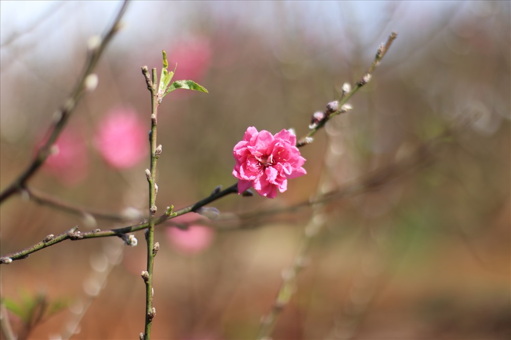 Nhiều năm nay, ở Đắk Lắk có nhiều người trồng đào chơi tết.