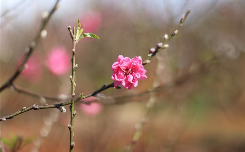 Nhiều năm nay, ở Đắk Lắk có nhiều người trồng đào chơi tết.
