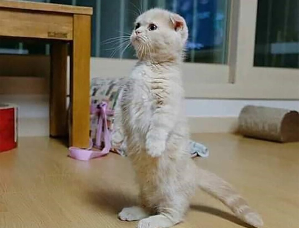 Hiện nay, hầu hết chung cư cấm nuôi chó mèo, nhiều người phải tạm xa thú cưng của mình để đảm bảo an toàn cho mọi người, sức khỏe cộng đồng. Hiện nay, hầu hết chung cư cấm nuôi chó mèo, nhiều người phải tạm xa thú cưng của mình để đảm bảo an toàn cho mọi người, sức khỏe cộng đồng.