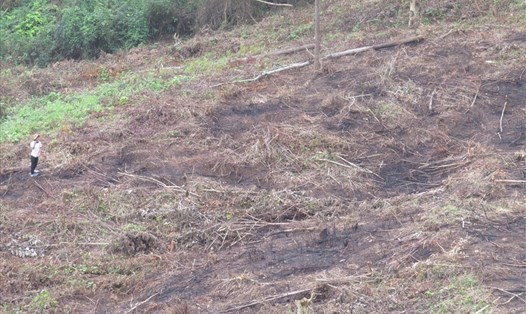 Người dân đốn cây, đốt thực bì để trồng keo tràm trong diện tích đất do Cty Đường 9 quản lý. Ảnh: Hưng Thơ.