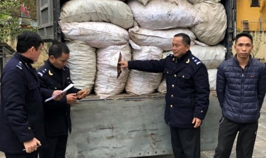 Hơn 5 tấn củ Ba kích tươi nghi nhập lậu Trung Quốc bị liên ngành kiểm tra, bắt giữ. Ảnh: HQQN