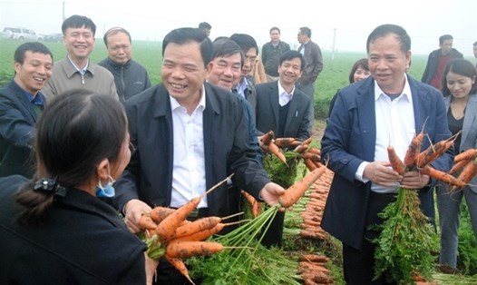 Bộ trưởng Nguyễn Xuân Cường tham gia thu oạch cà rốt với bà con nông dân. Ảnh: Kh.Lực