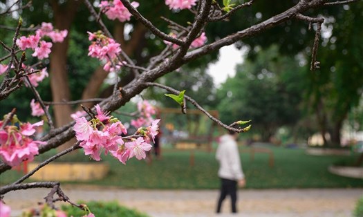 Đây là những cây hoa anh đào được đưa sang từ Nhật Bản trong chương trình giao lưu văn hóa hai nước Việt – Nhật.