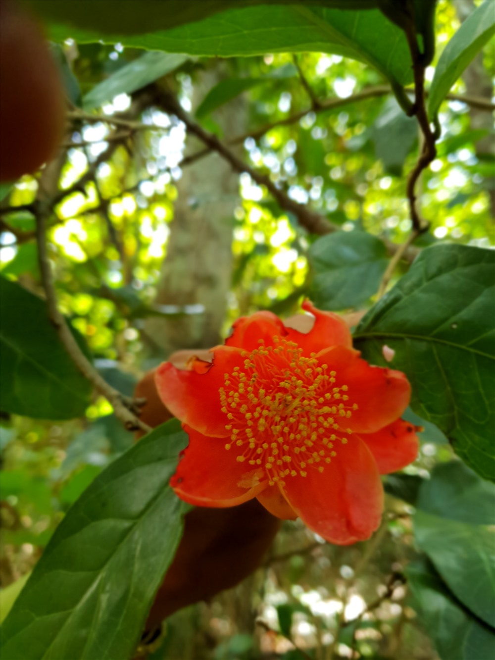 Hồng trà nở hoa từ tháng 12 đến tháng 2 năm sau.