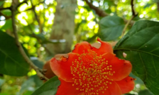 Hồng trà nở hoa từ tháng 12 đến tháng 2 năm sau.