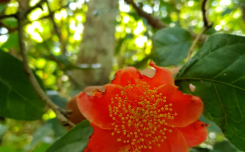 Hồng trà nở hoa từ tháng 12 đến tháng 2 năm sau.