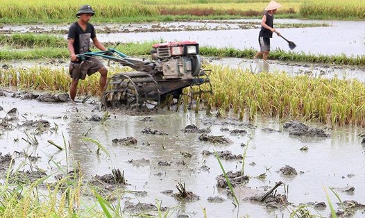 Xả đợt 1, đã có trên 55% diện tích trồng lúa Đông Xuân được đổ ải. Ảnh: PV
