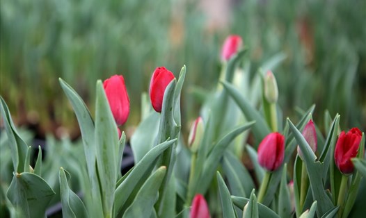 Hoa tulip được nhập từ Hà Lan về, được trồng khảo nghiệm trên đèo Sa Mù sẽ nở đúng dịp Tết Nguyên đán Kỷ Hợi. Ảnh: Hưng Thơ.