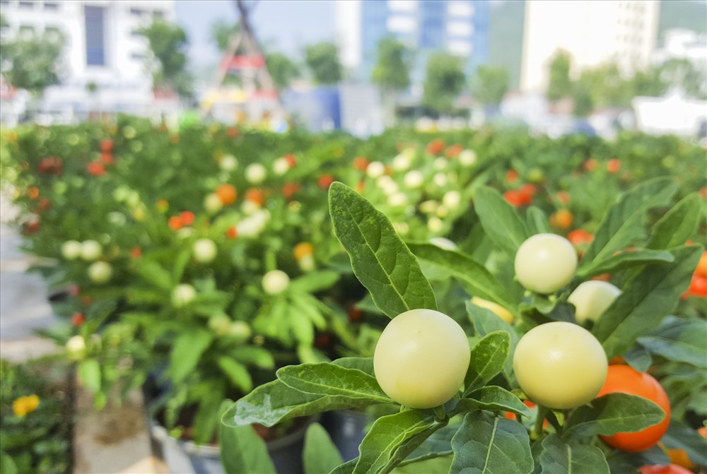 Ớt kiểng có giá từ 100 - 120 ngàn tùy cây.