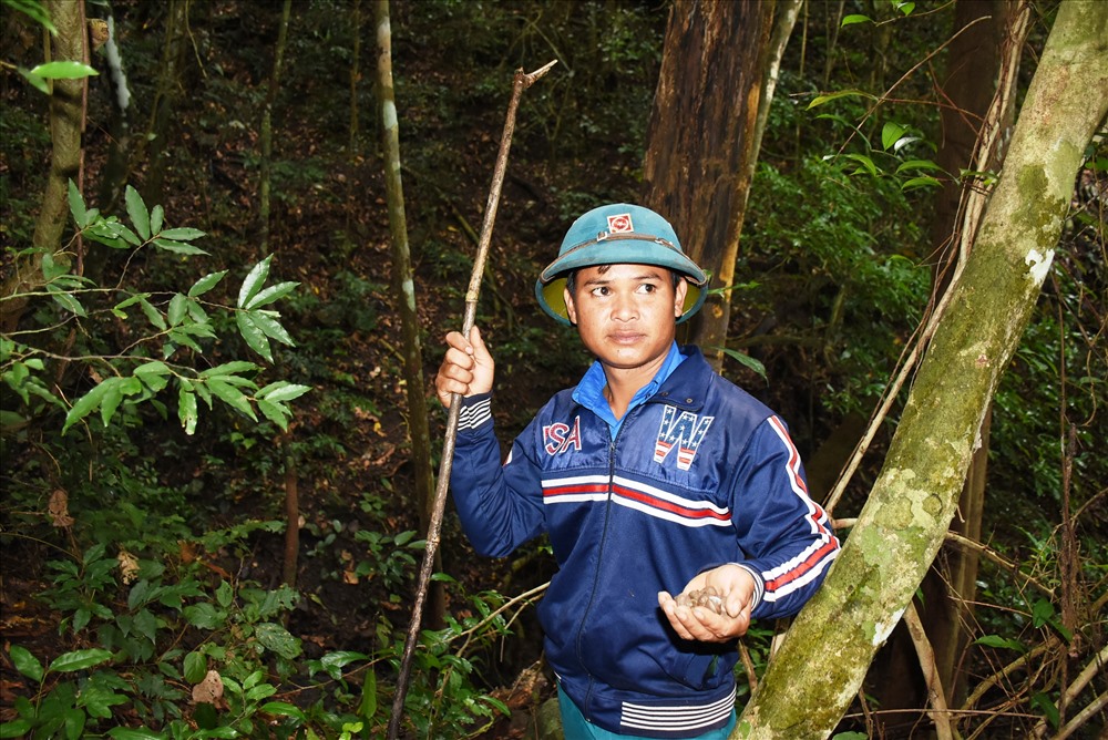 Người Tây Nguyên đi "săn" ốc núi.
