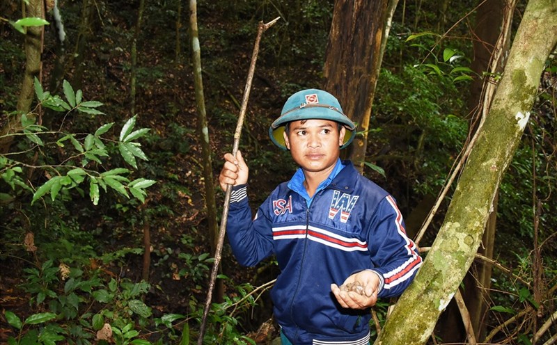 Người Tây Nguyên đi "săn" ốc núi.