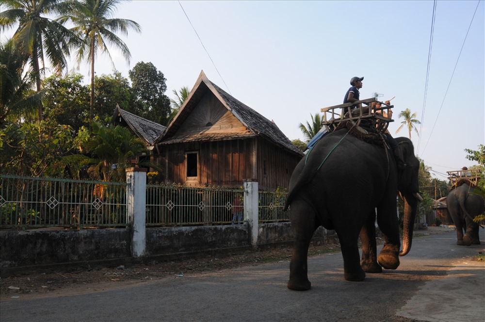 Bóng voi qua làng. Ảnh: NHT