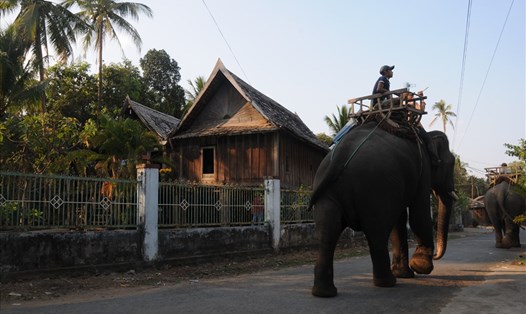 Bóng voi qua làng. Ảnh: NHT