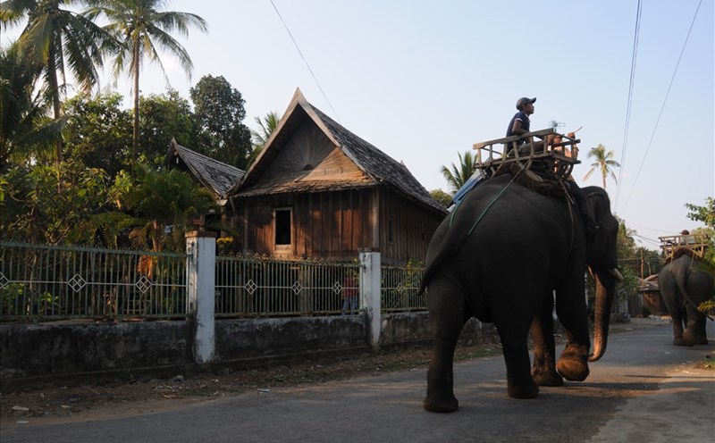 Bóng voi qua làng. Ảnh: NHT
