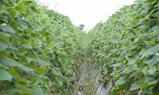 Làng rau Bầu Tròn - một điểm đến mới cần ghé lại khi trên đường đến Thánh địa Mỹ Sơn.