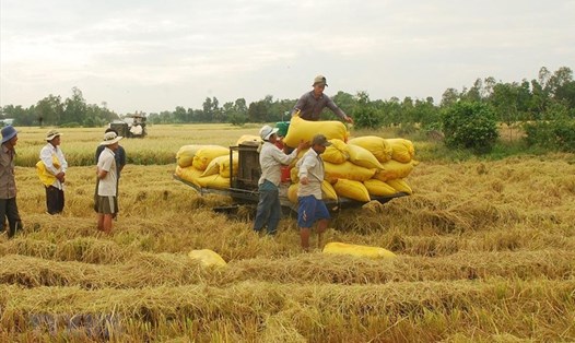 Xuất khẩu lúa gạo tiếp tục gặp nhiều khó khăn về thị trường trong dịp cuối năm. Ảnh: Theo TTXVN