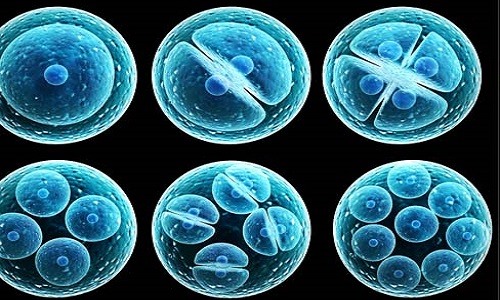 Hình ảnh phôi thai. Ảnh minh họa