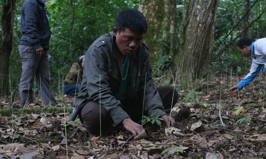 Trồng cây dược liệu vừa bảo vệ rừng vừa tạo sinh kế cho người dân miền núi. Ảnh: Thanh Chung