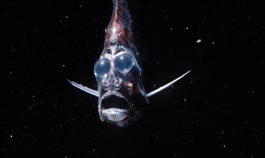 Cá rìu biển hatchetfish nhìn như chiếc "tàu ngầm" phát sáng dưới đáy đại dương. Ảnh: Lost Bird