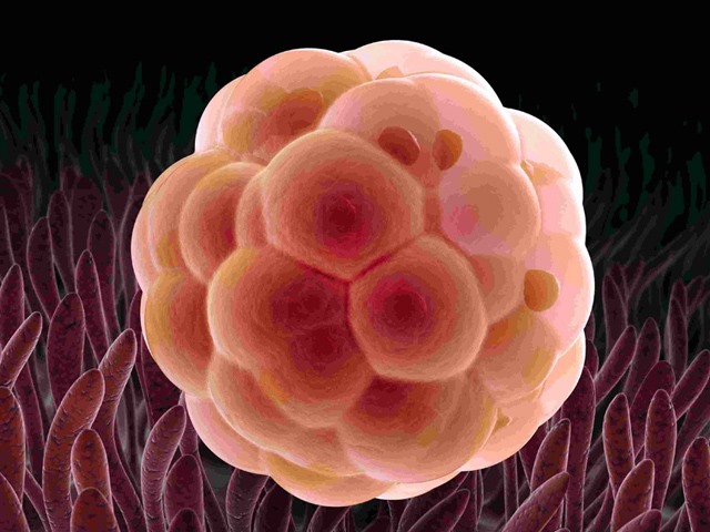 Hình ảnh phôi thai. Ảnh minh họa.