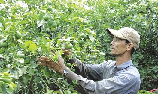 Cây ăn quả có múi đang là đặc sản thế mạnh của ngành nông nghiệp tỉnh Hòa Bình. Ảnh: Theo Hoàng Huy