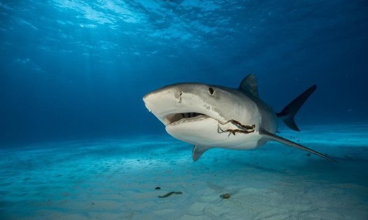Cá mập hổ - loài cá tàn ác của đại dương. Ảnh: Soha