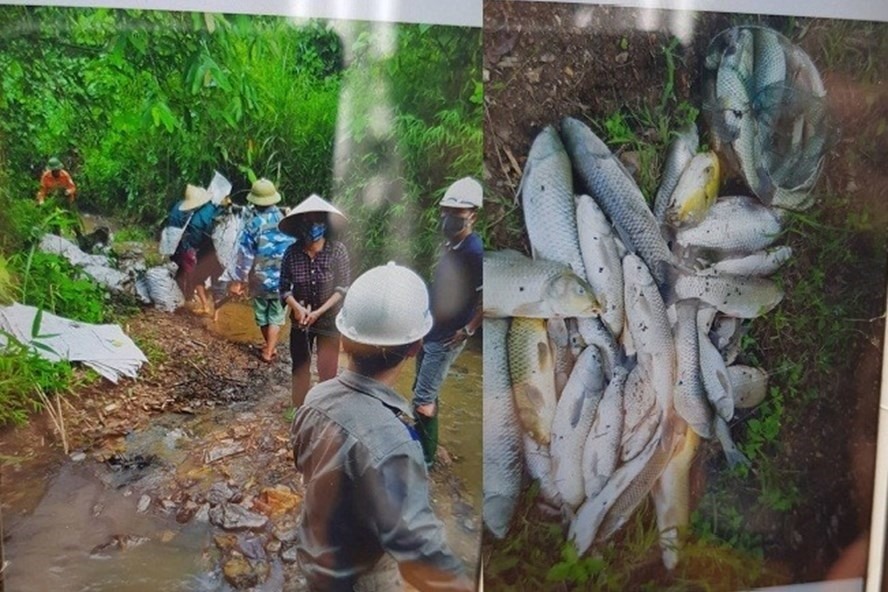 Hình ảnh người dân vớt dầu và cá chết do nước đầu nguồn sông Đà có dầu lạ. Ảnh người dân cung cấp.