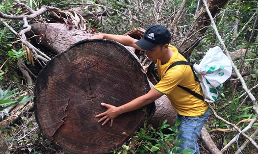 Nhiều cây gỗ quý bị đốn hạ ở khu vực rừng giáp ranh. Ảnh Đ.V