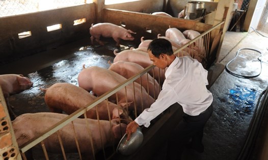 Trại lợn tại xã lộ 25, huyện Thống Nhất, tỉnh Đồng Nai. Ảnh: PHONG NGUYỄN - HÀ ANH CHIẾN