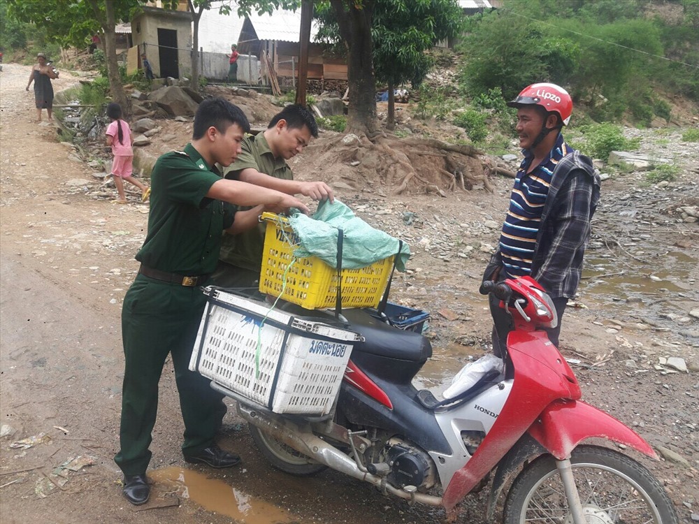 Lực lượng chức năng tăng cường kiểm tra, kiểm soát vận chuyển lợn, sản phẩm từ thịt lợn. Ảnh: Hùng Phong