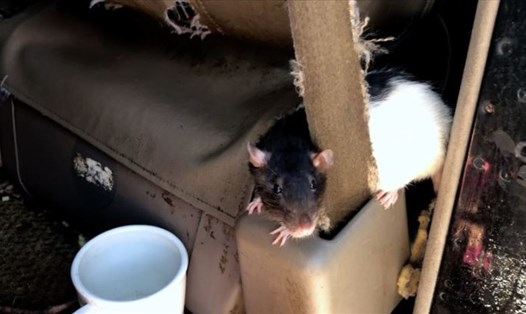 Một con chuột sống trong xe tải. Ảnh: San Diego Humane Charity