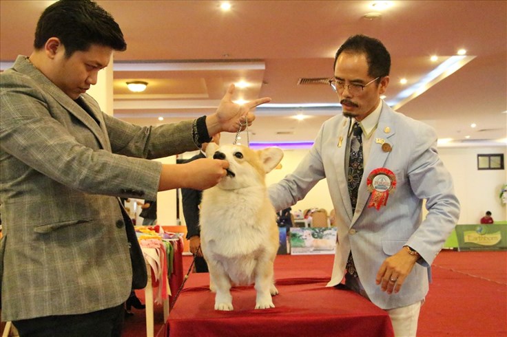 Cuộc thi "hoa hậu" dành cho chó được tổ chức ở Bình Dương