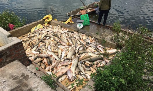 Cá chết hàng loạt nghi do đầu độc ở xã Cộng Hòa, huyện Nam Sách, Hải Dương.