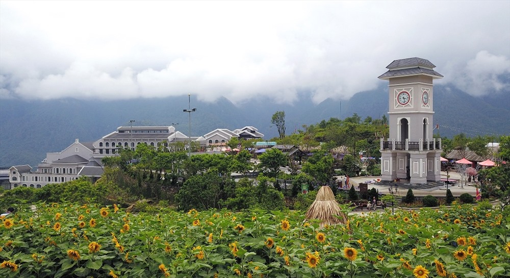 Đồi hoa hướng dương Fansipan