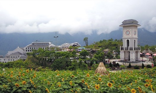 Đồi hoa hướng dương Fansipan