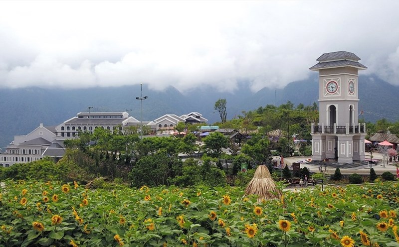 Đồi hoa hướng dương Fansipan