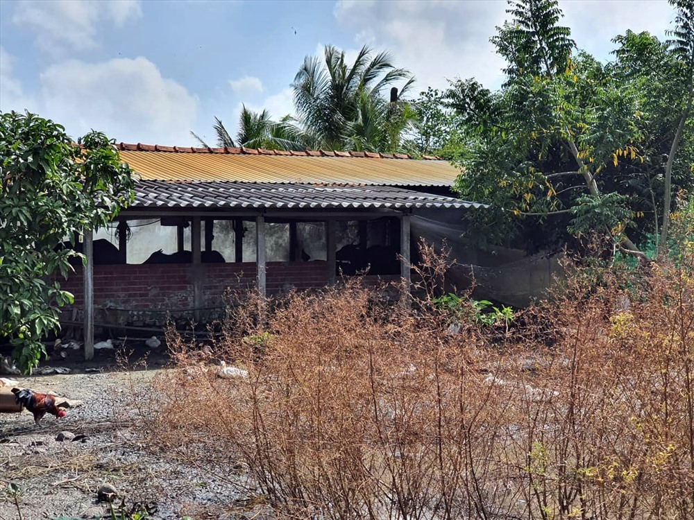 Sau dịch tả lợn Châu Phi, chuồng trại người dân bỏ hoang. Ảnh Nhật Hồ