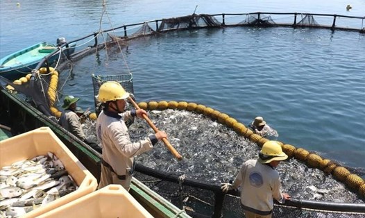 Nuôi cá chim vây vàng trong lồng trên Vịnh Vân Phong của Viện Nghiên cứu nuôi trồng thủy sản 1 cho sản lượng ổn định, người tiêu dùng ưa chuộng. Ảnh: PV