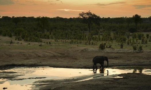 Bức ảnh được chụp tại Công viên Quốc gia Zimbabwe từ tháng Một. Ảnh: CNN.