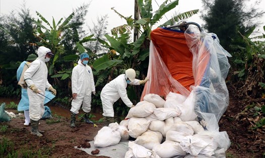 Lực lượng chức năng tỉnh Nam Định tiêu hủy lợn do nhiễm bệnh dịch tả lợn Châu Phi. Ảnh: NT